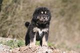 DOGUE DU TIBET 519